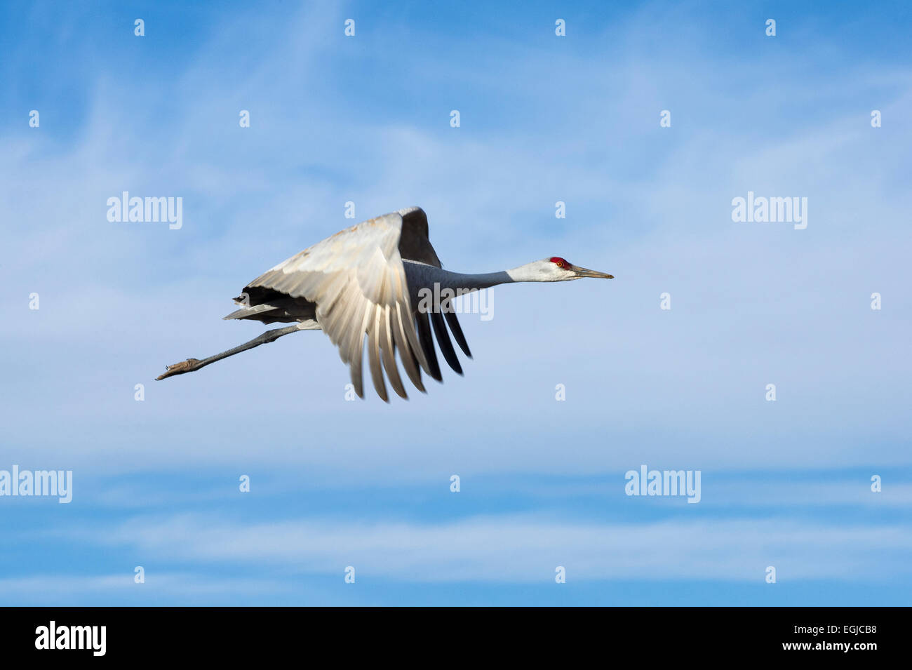 A sandhill crane flying in the sky of Bosque Del Apache in New Mexico, USA Stock Photo