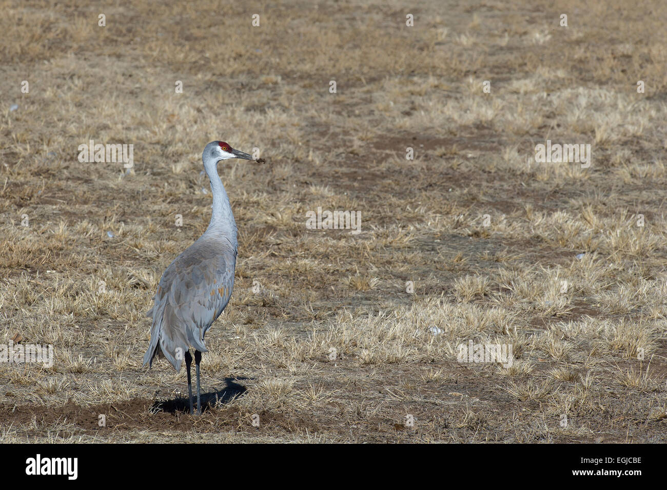 Sandhill cranes eating in a field of Bosque Del Apache in New Mexico, USA Stock Photo