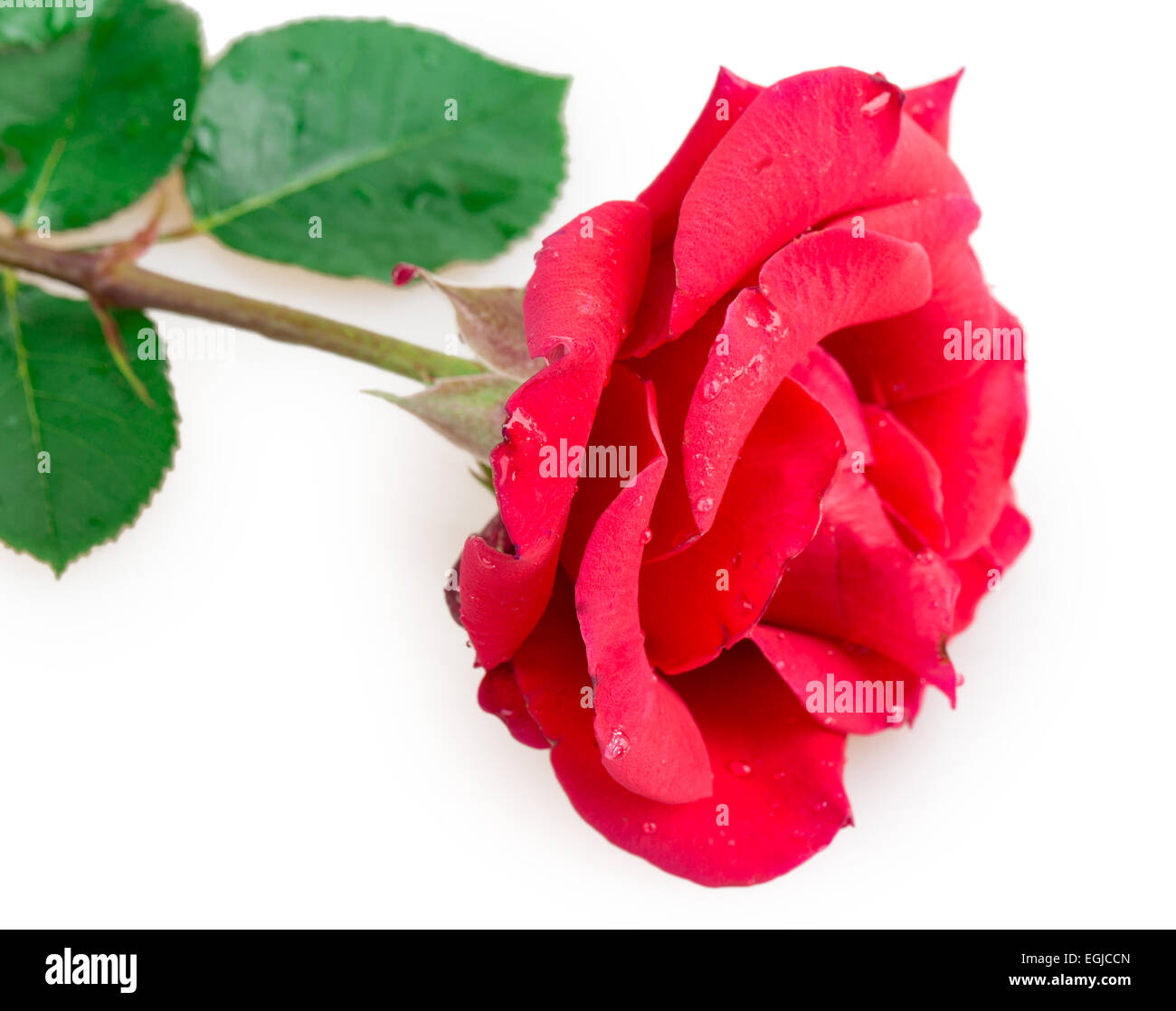 rose isolated on white background Stock Photo - Alamy