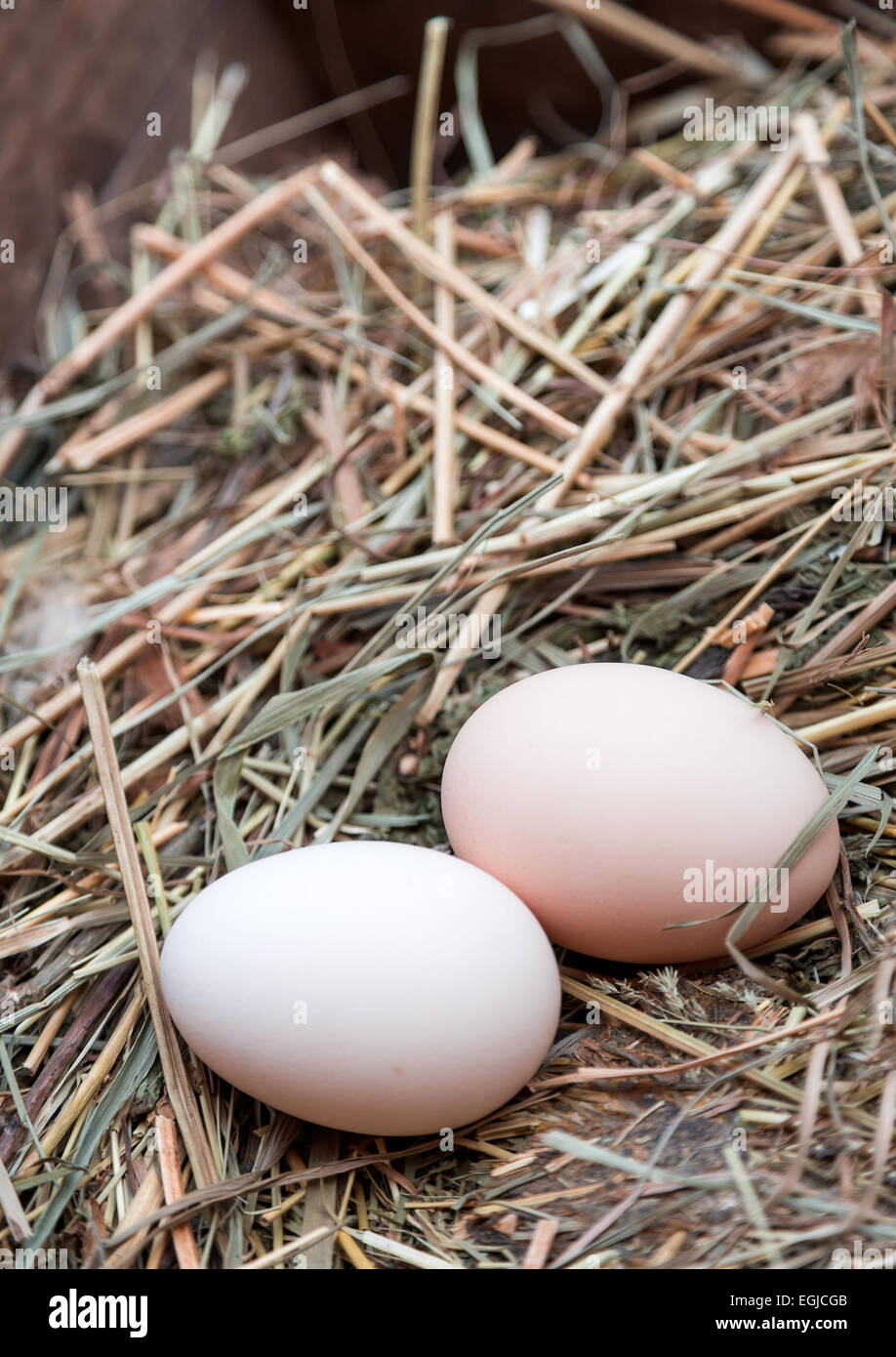 two eggs in a straw nest Stock Photo - Alamy