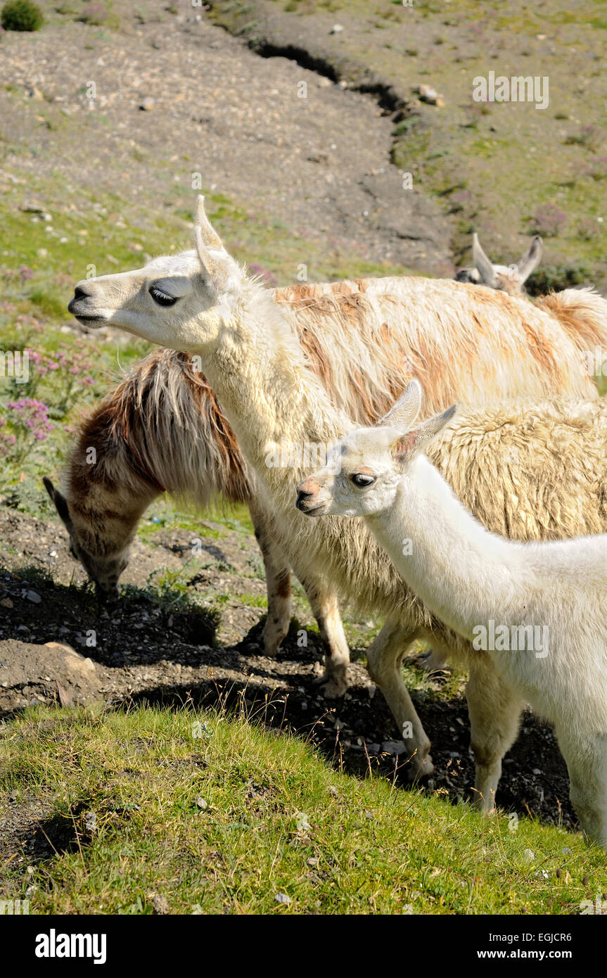 Portrait of group of llamas, Llama glama. Col du Tourmalet. Pyrenees ...