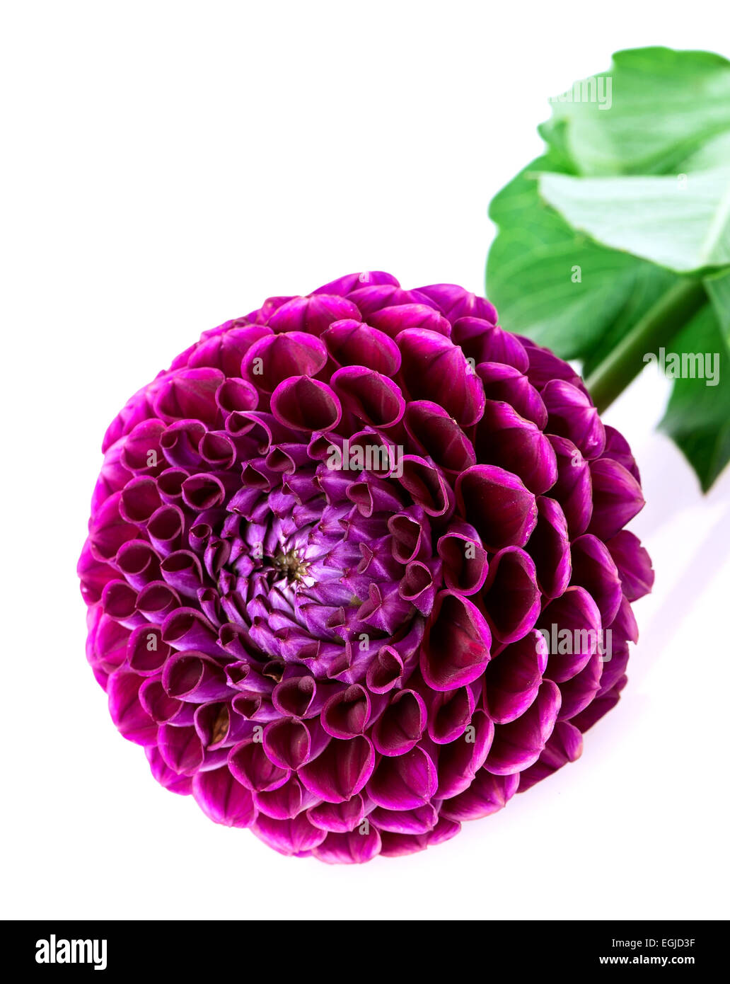 dahlia isolated on white background Stock Photo - Alamy