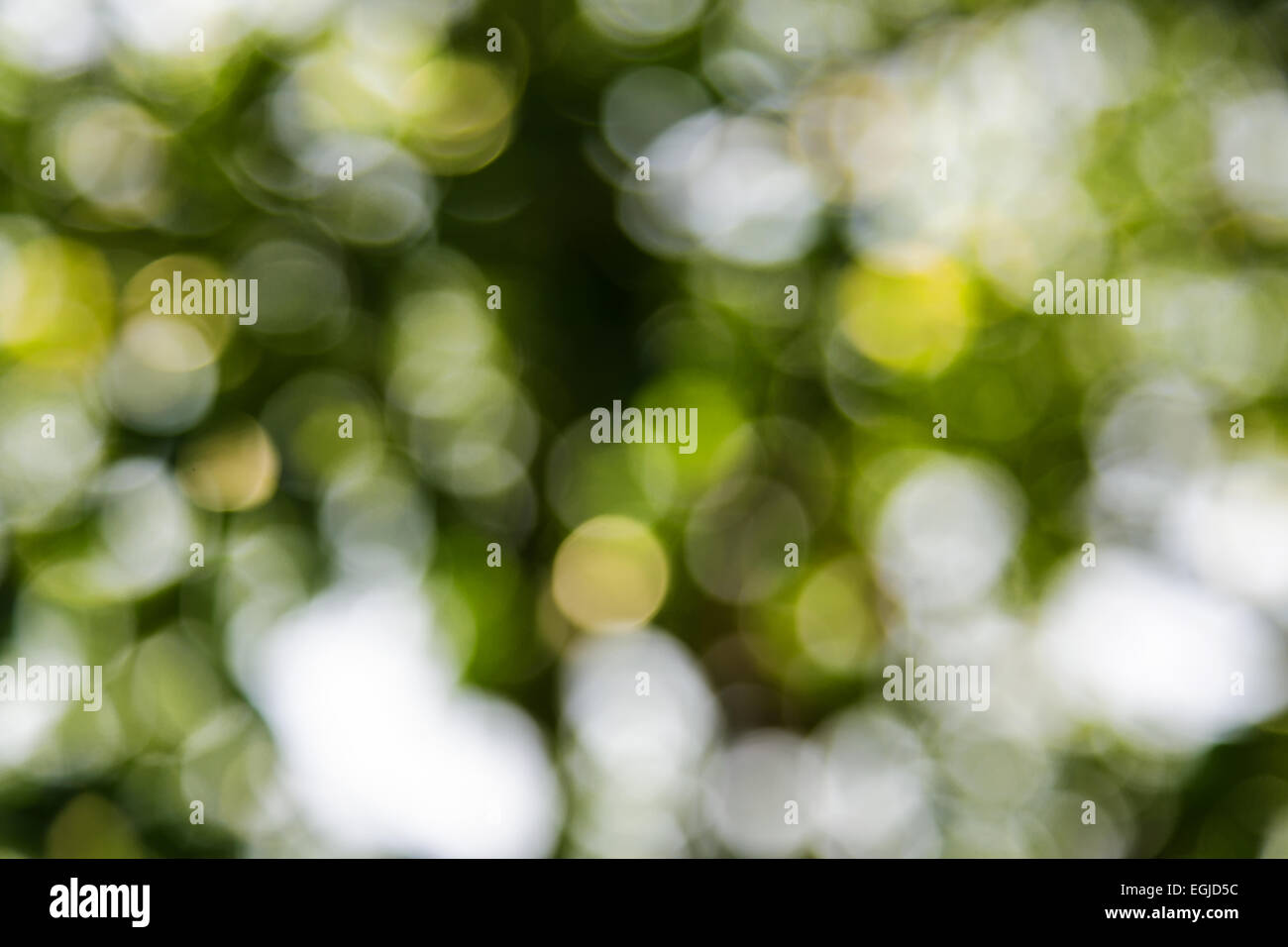 Abstract bokeh tree green hi-res stock photography and images - Alamy