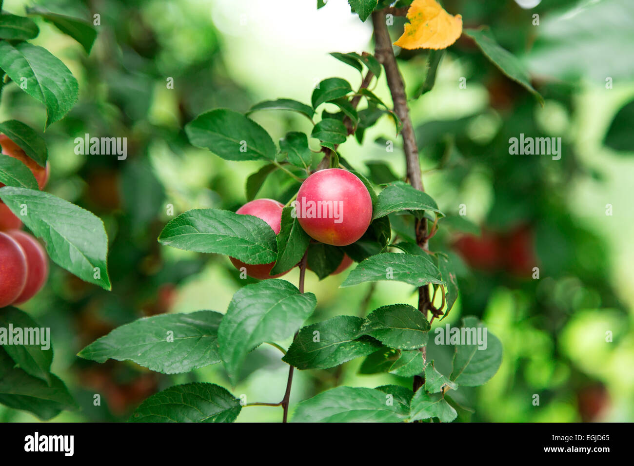 ripe apples on a tree branch Stock Photo - Alamy