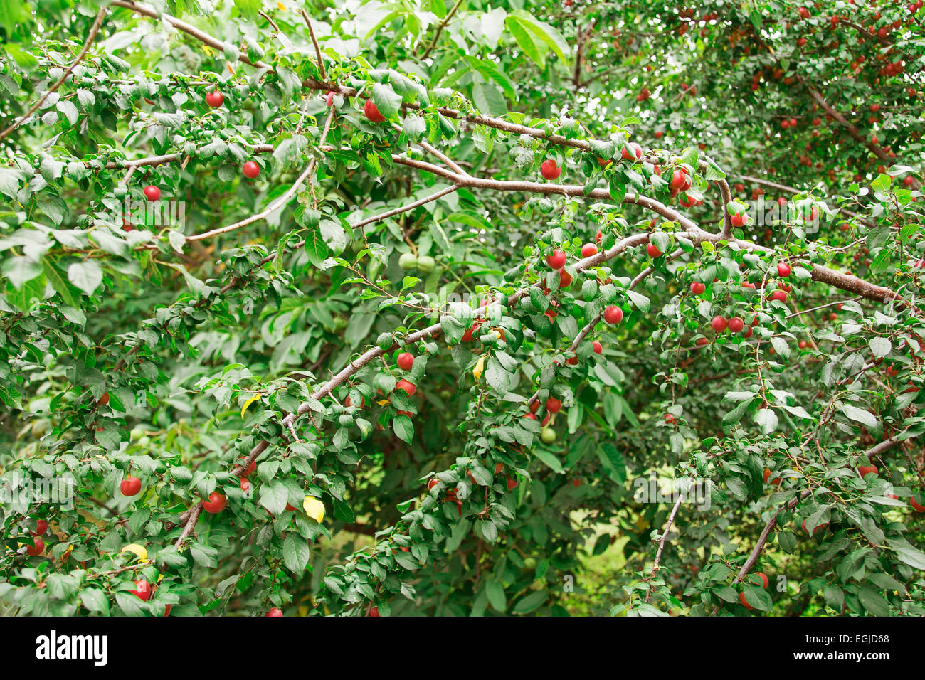 ripe apples on a tree branch Stock Photo - Alamy