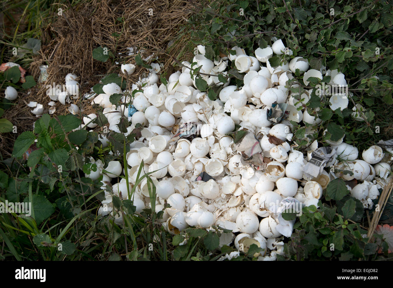 Bihar. India. Mastichak village. Pile of eggshells. Stock Photo