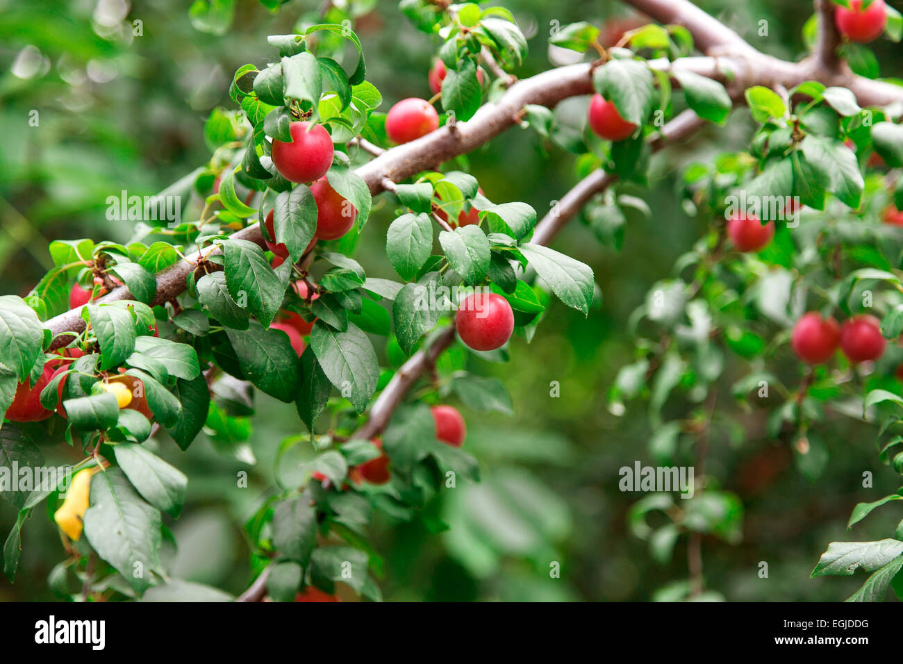ripe apples on a tree branch Stock Photo - Alamy