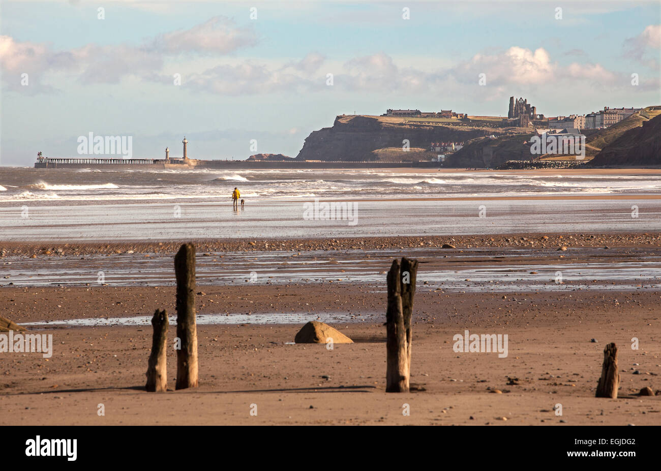 A lone dog walker on a winter beach looking towards Whitby abbey from the Yorkshire coastal village of Sandsend. Stock Photo