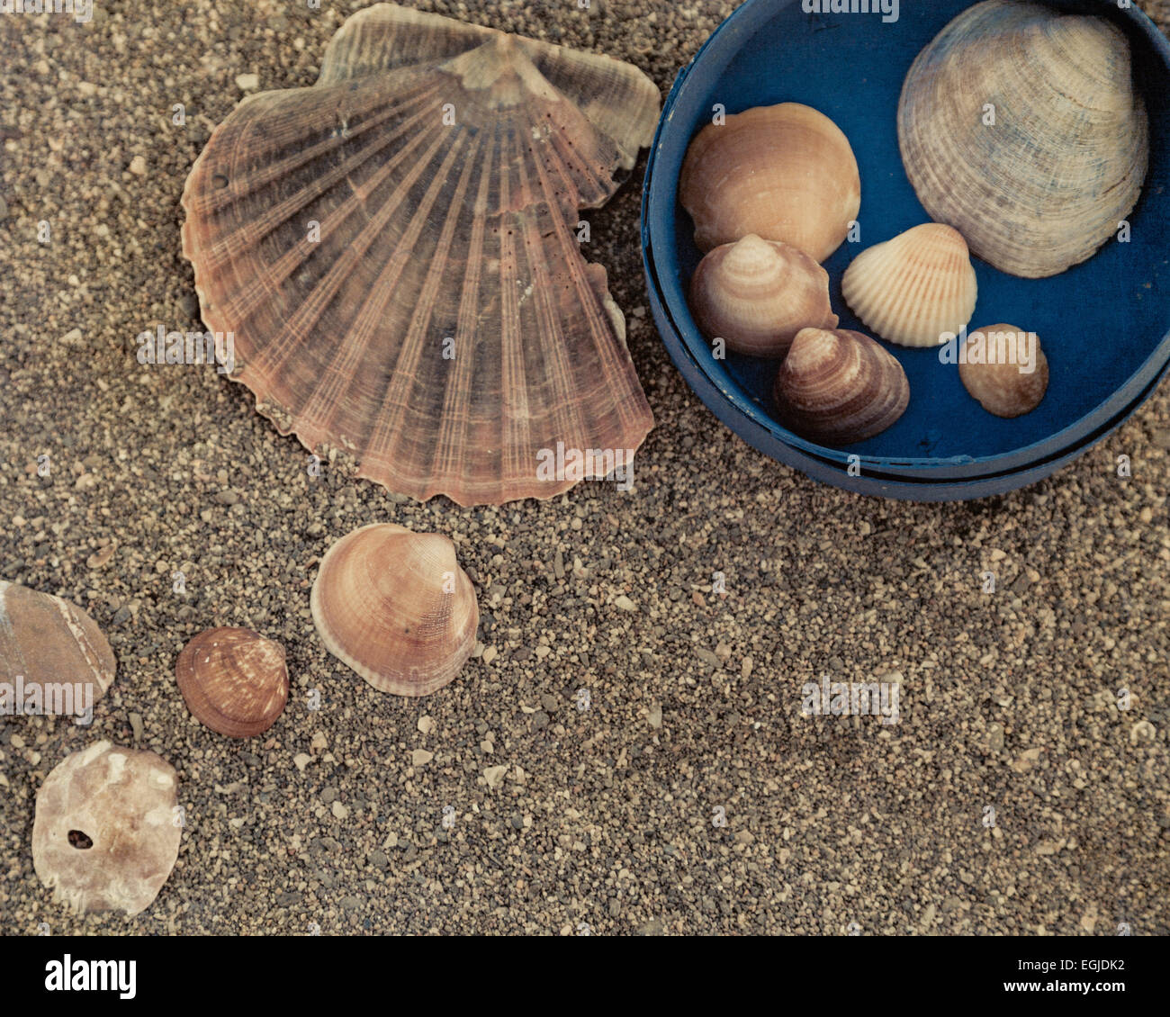 Treasures on the beach, seashell still-life gathered up and placed around a blue box to take home. Stock Photo