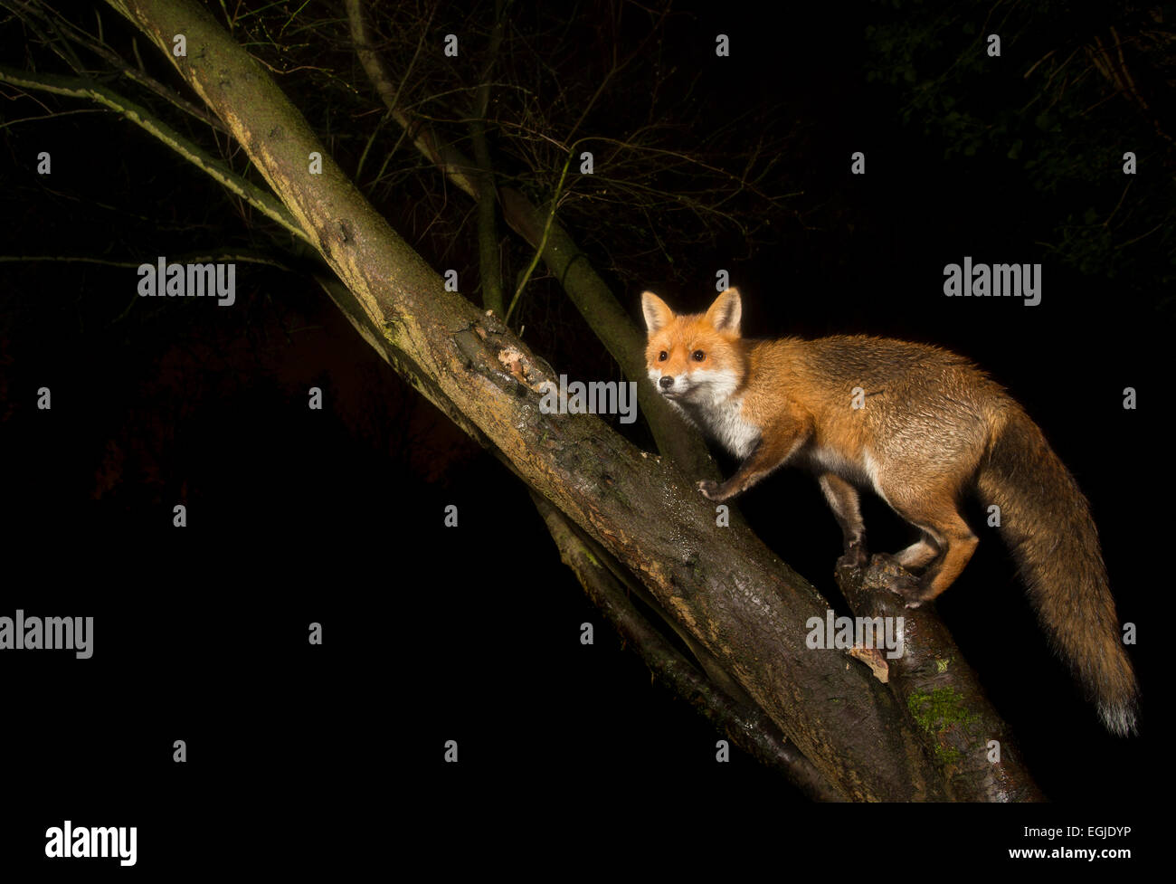 European Red fox, Vulpes vulpes, climbing up tree during night, London, United Kingdom Stock Photo