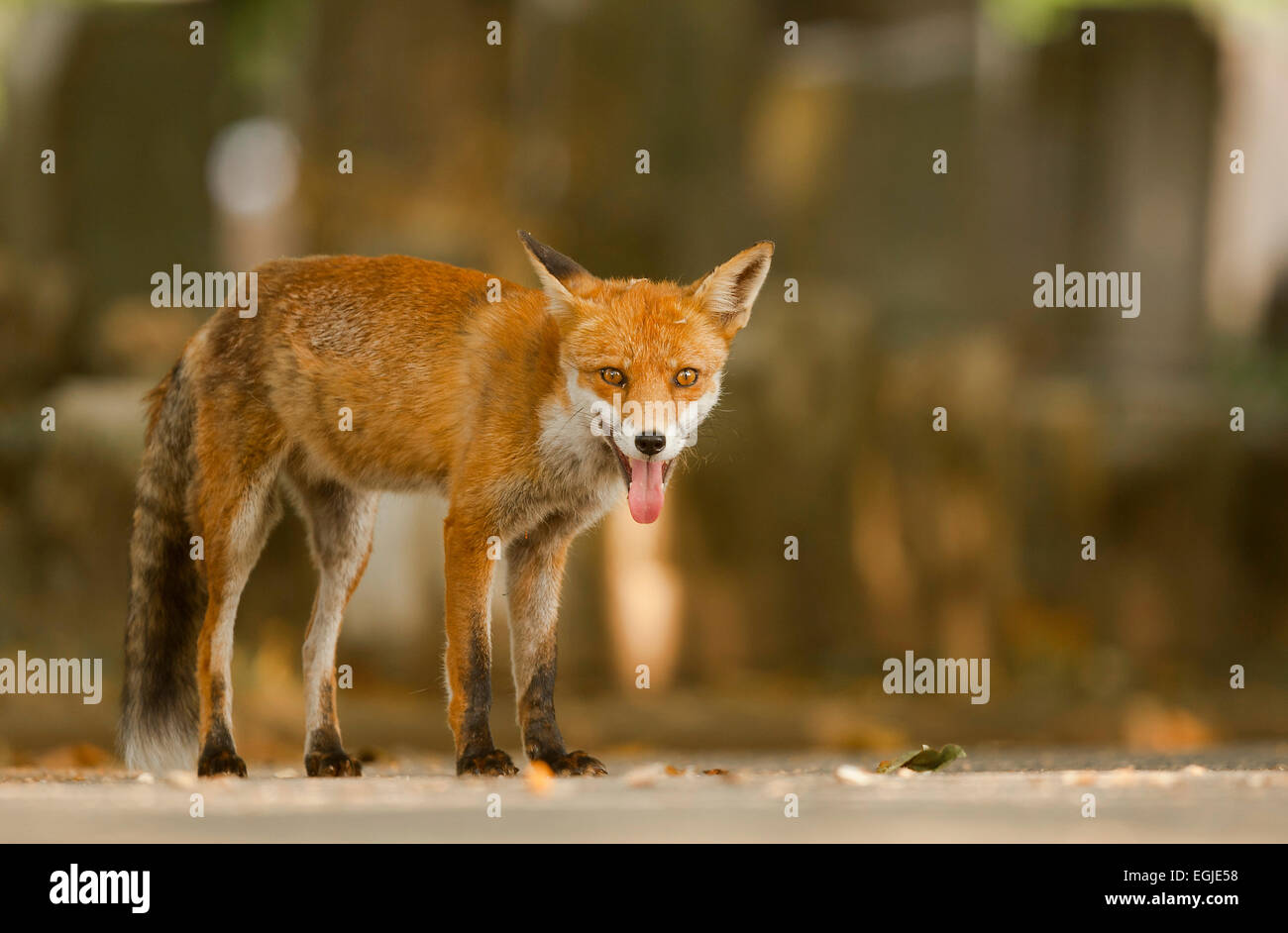 Urban Red Fox, Vulpes vulpes, London, UK. Stock Photo