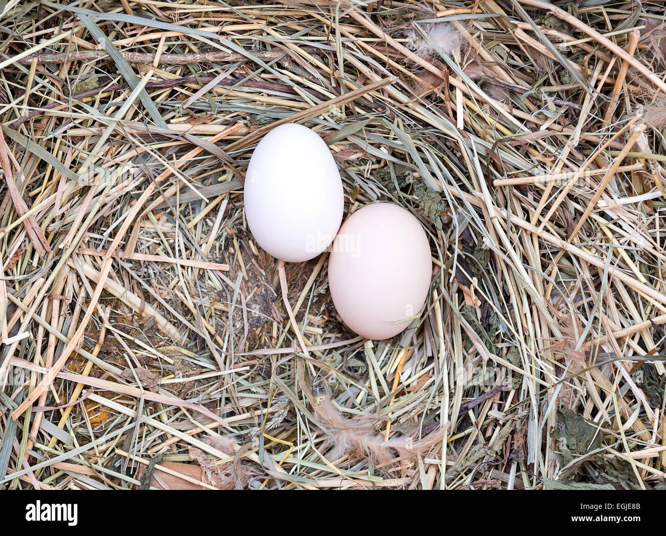 two eggs in a straw nest Stock Photo - Alamy
