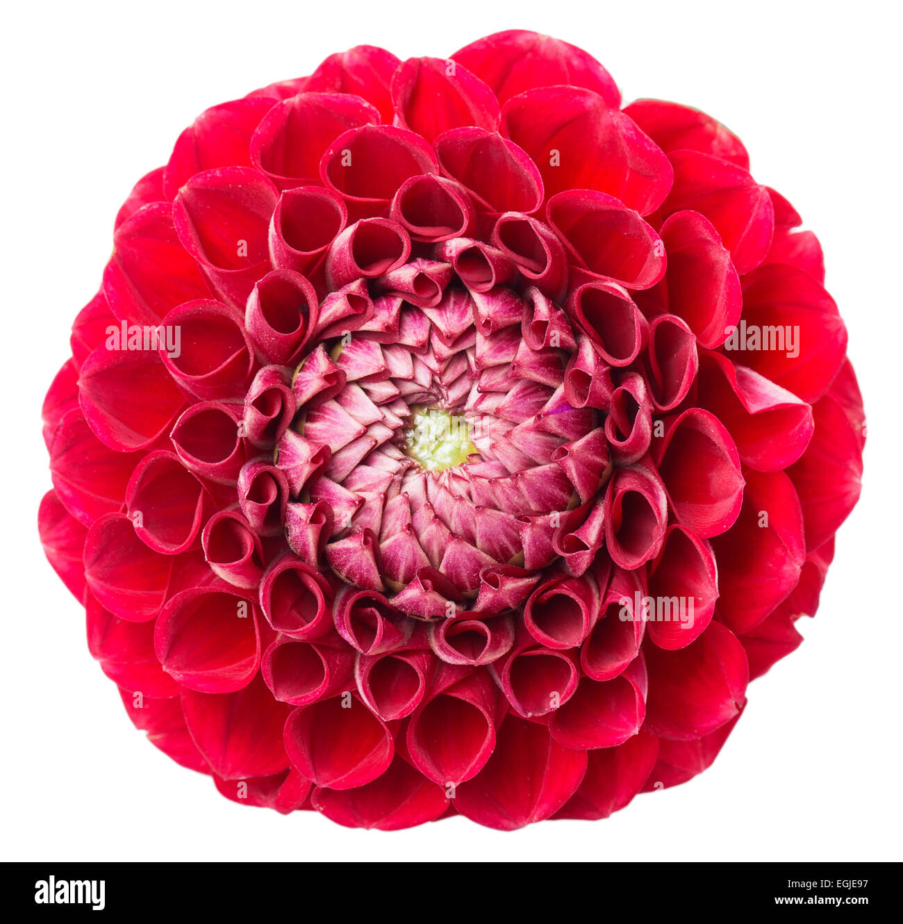 dahlia isolated on white background Stock Photo - Alamy
