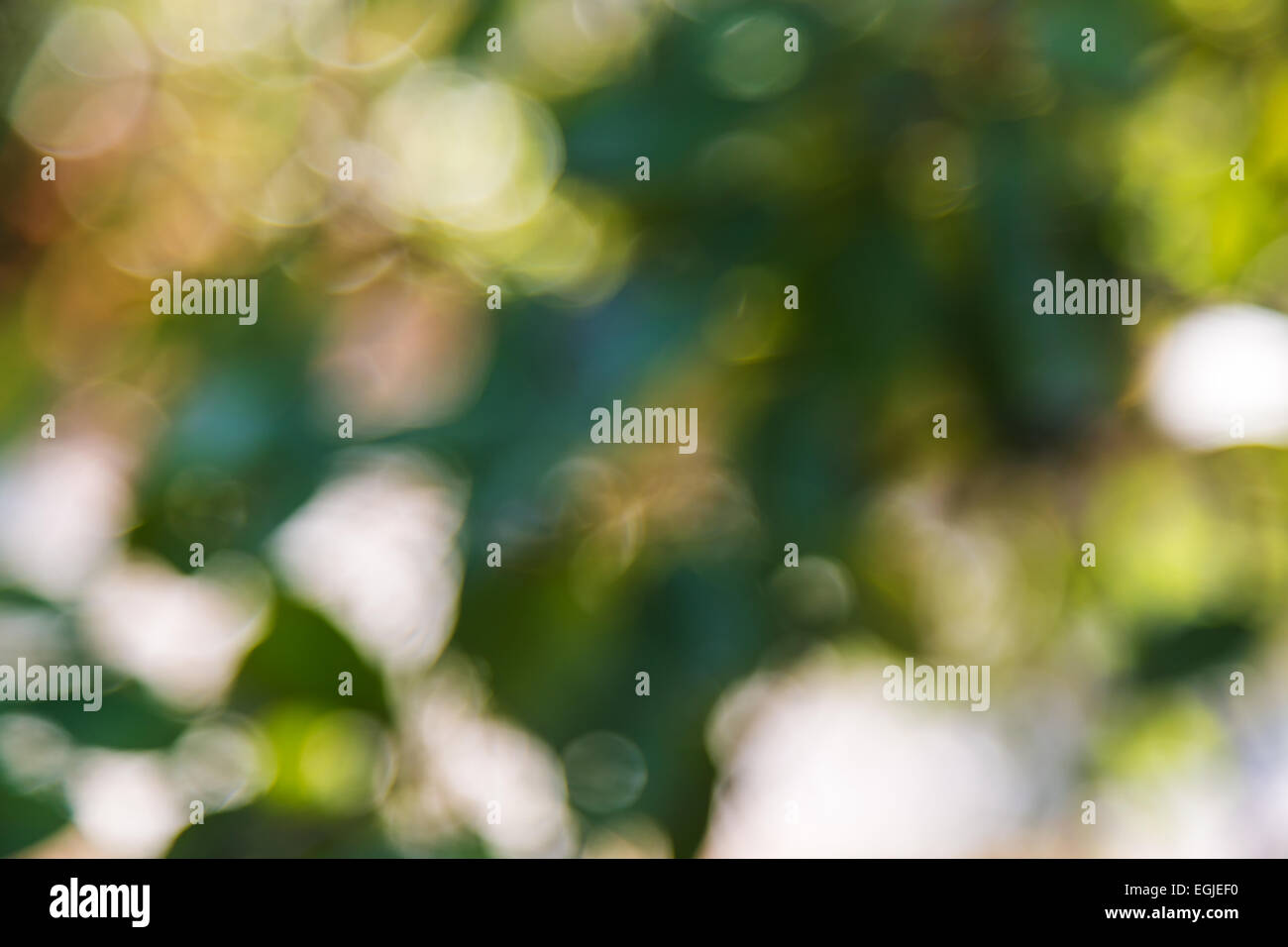 trees green bokeh abstract nature Stock Photo - Alamy