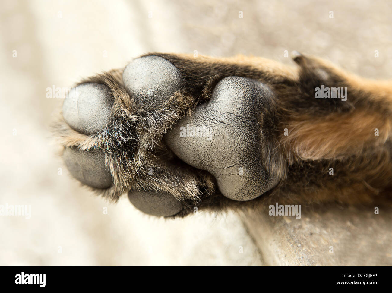 German Shepherd Dog paw close up Stock Photo