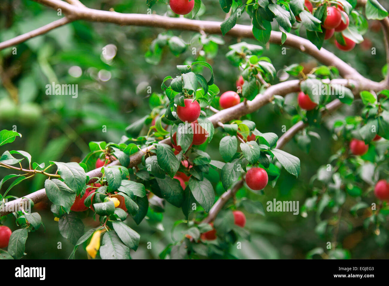 ripe apples on a tree branch Stock Photo - Alamy