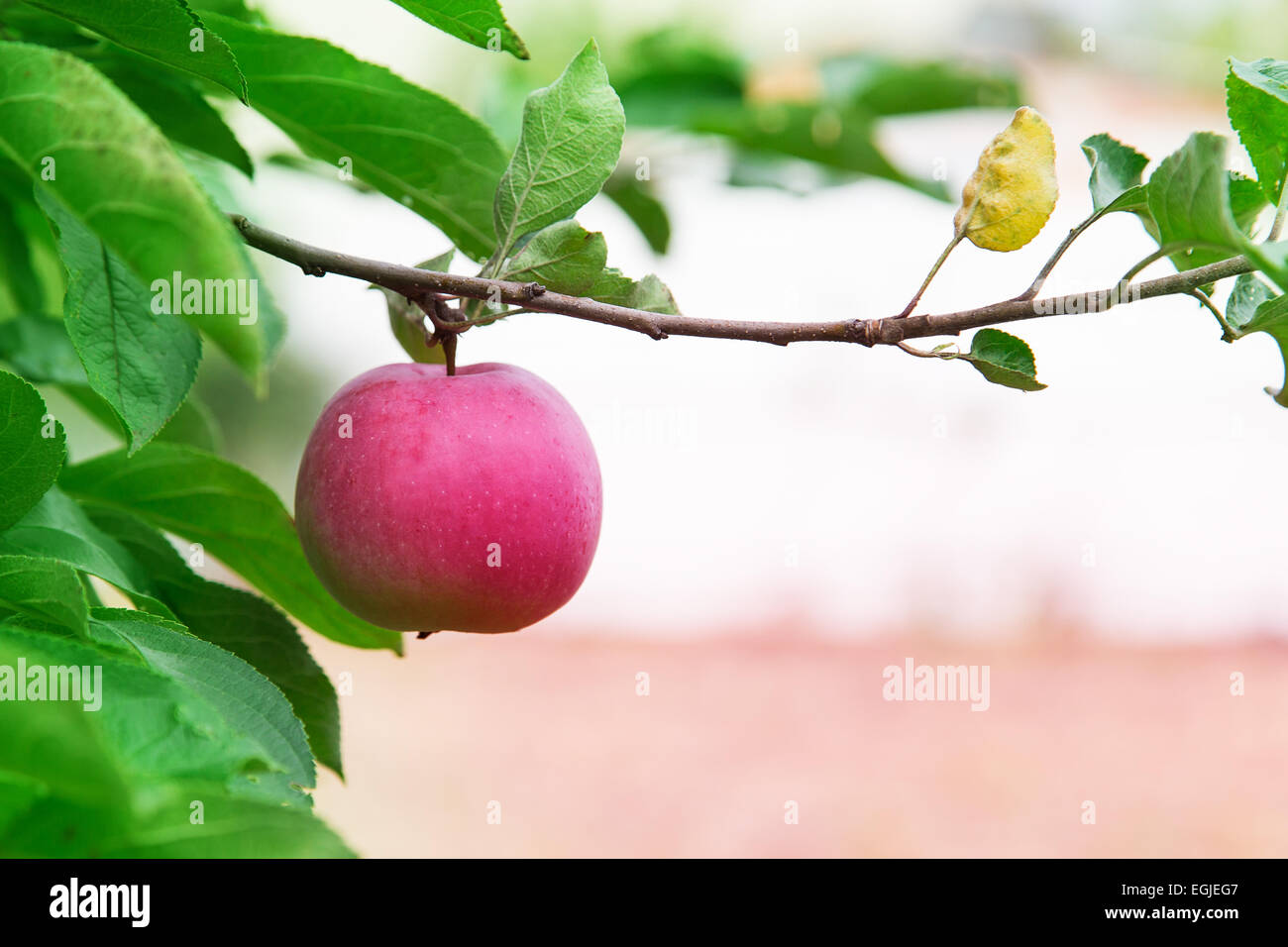 ripe apples on a tree branch Stock Photo - Alamy