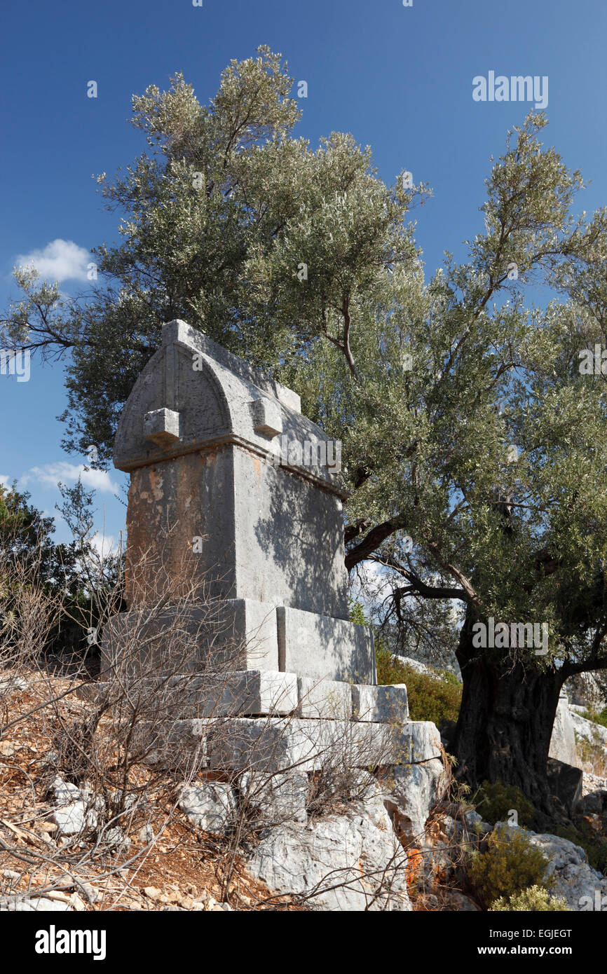 Lycian sarcophagus under olive tree, Simena (Kalekoy), near Kas, Lycia, Antalya Province, Mediterranean Coast, Southwest Turkey, Stock Photo