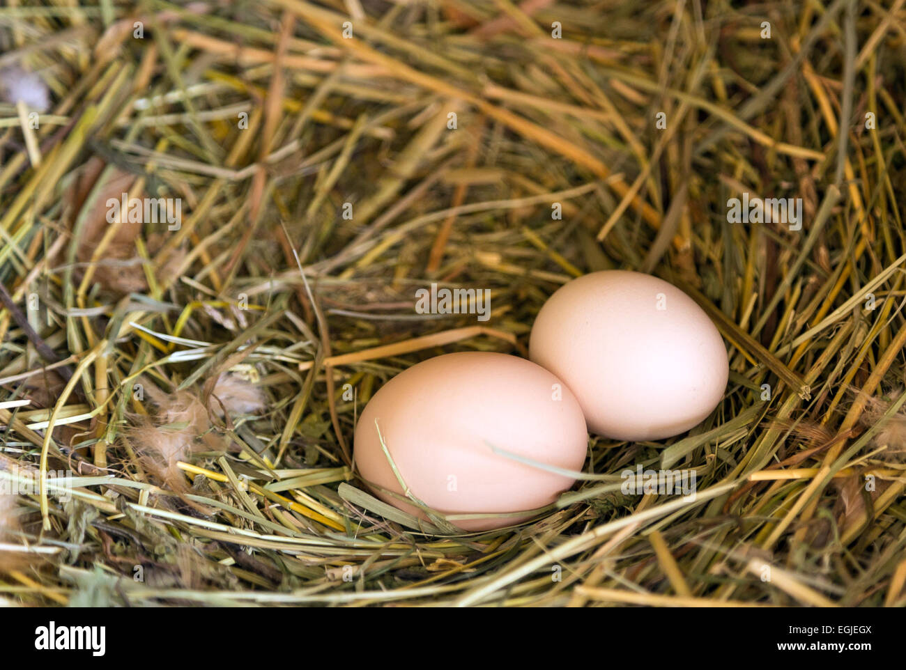two eggs in a straw nest Stock Photo - Alamy