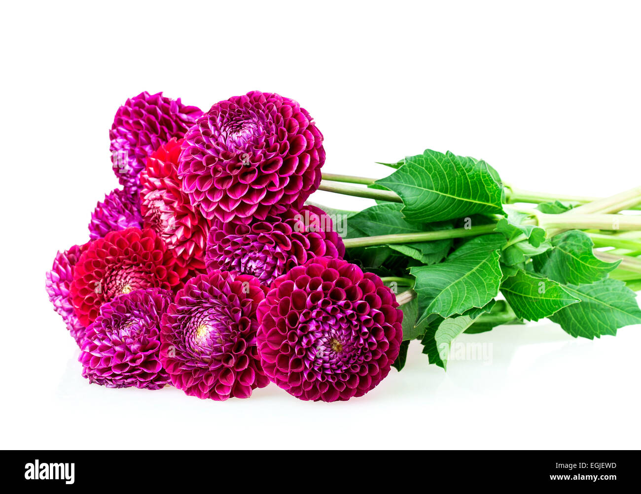 dahlia isolated on white background Stock Photo - Alamy