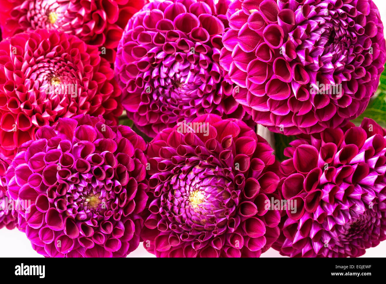 dahlia isolated on white background Stock Photo - Alamy