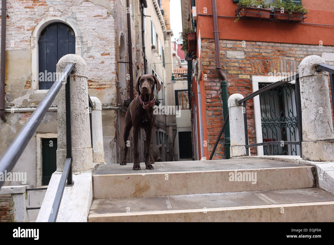 Dog on a bridge in Venice Stock Photo