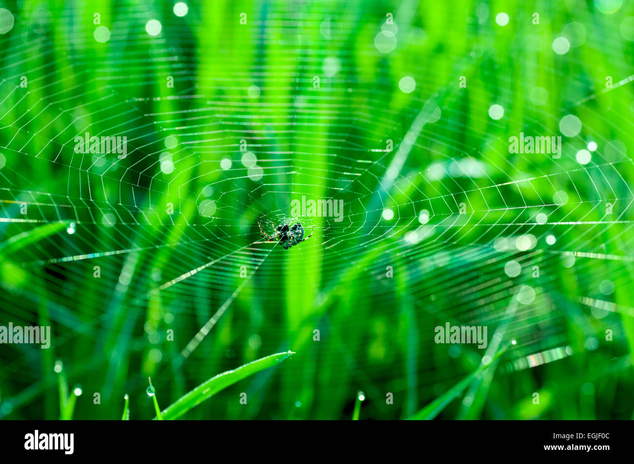 Natural background with a spider on web on grass backgbaund Stock Photo