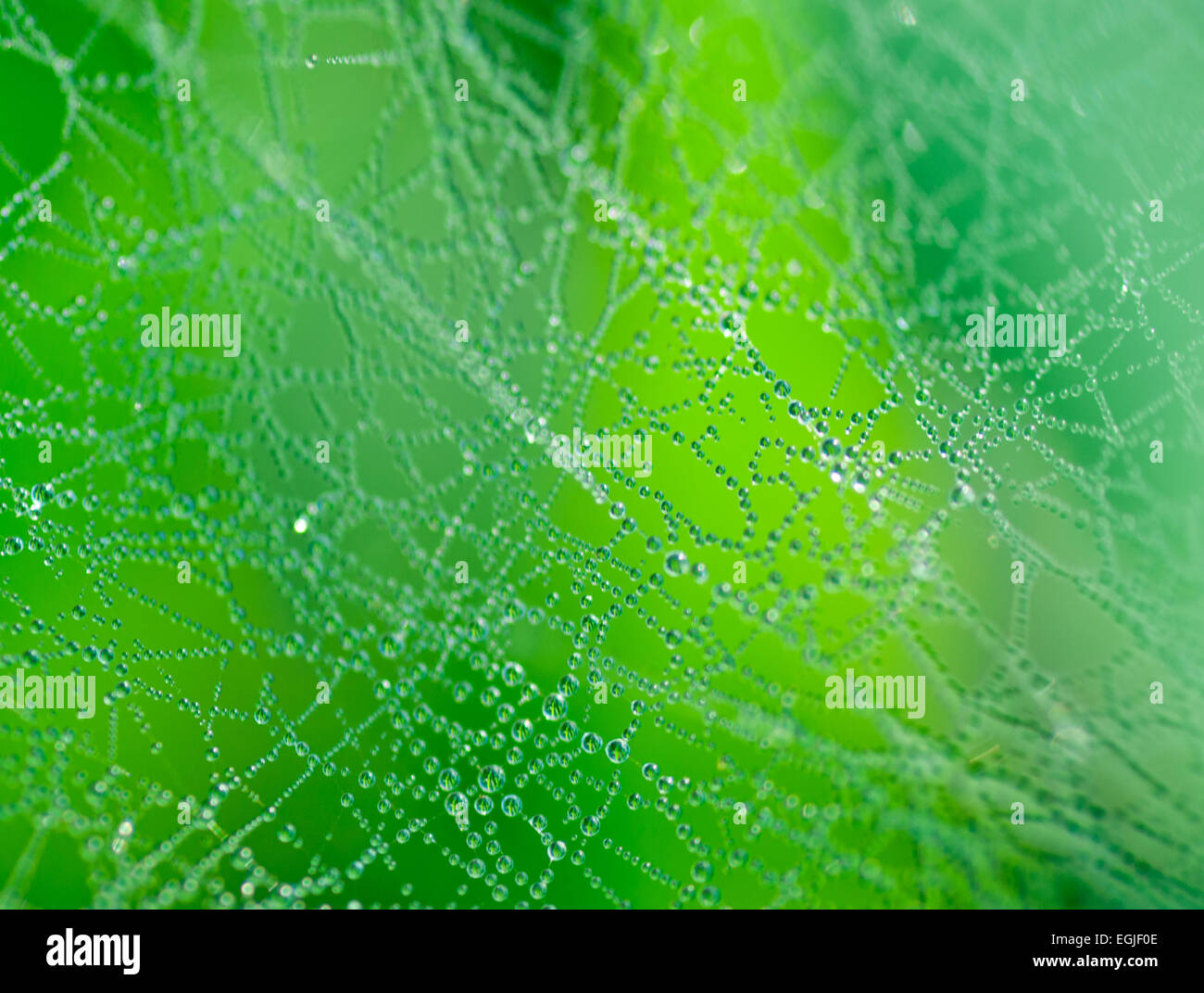 Spider web with drops. Selective focuse. Stock Photo