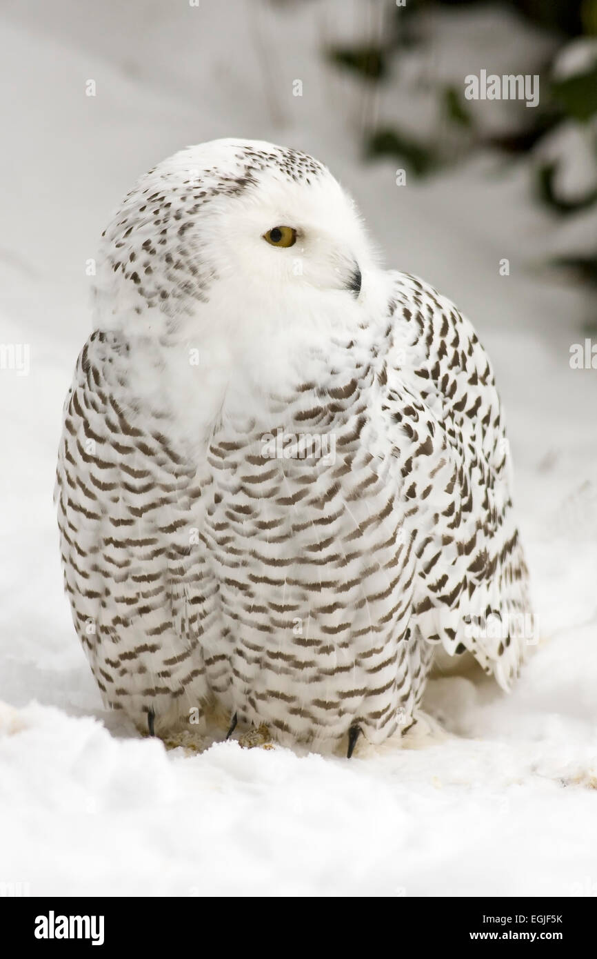 Snowy Owl (Bubo scandiacus, Nyctea scandiaca Stock Photo - Alamy