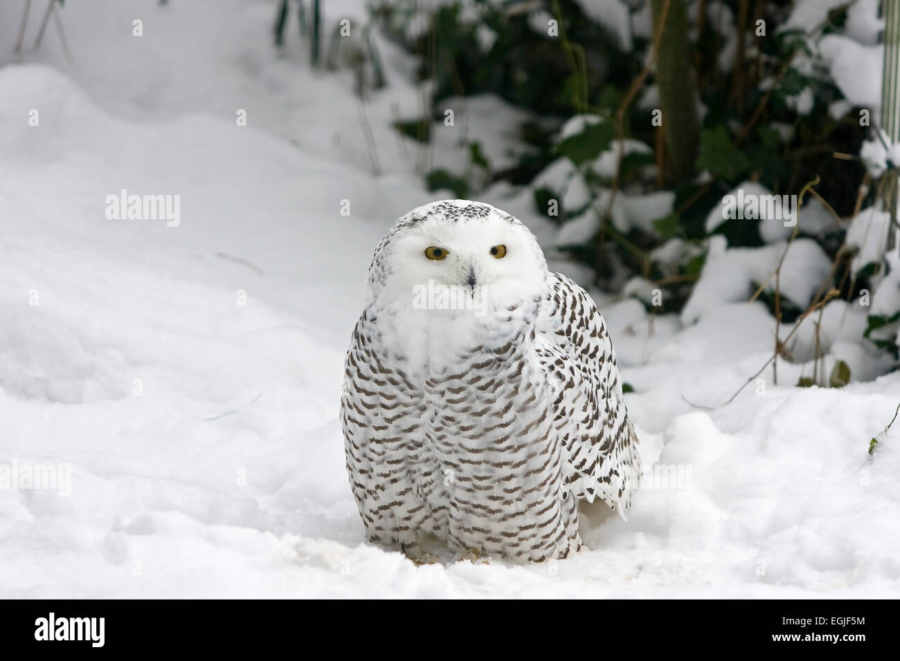 Snowy Owl (Bubo scandiacus, Nyctea scandiaca Stock Photo - Alamy