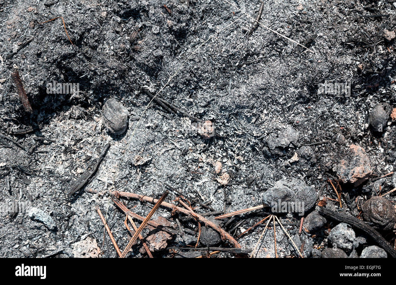 ash coals burnt wood background Stock Photo Alamy