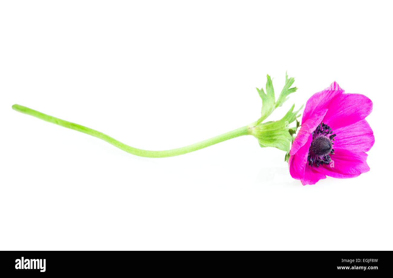poppy red isolated on white background Stock Photo - Alamy
