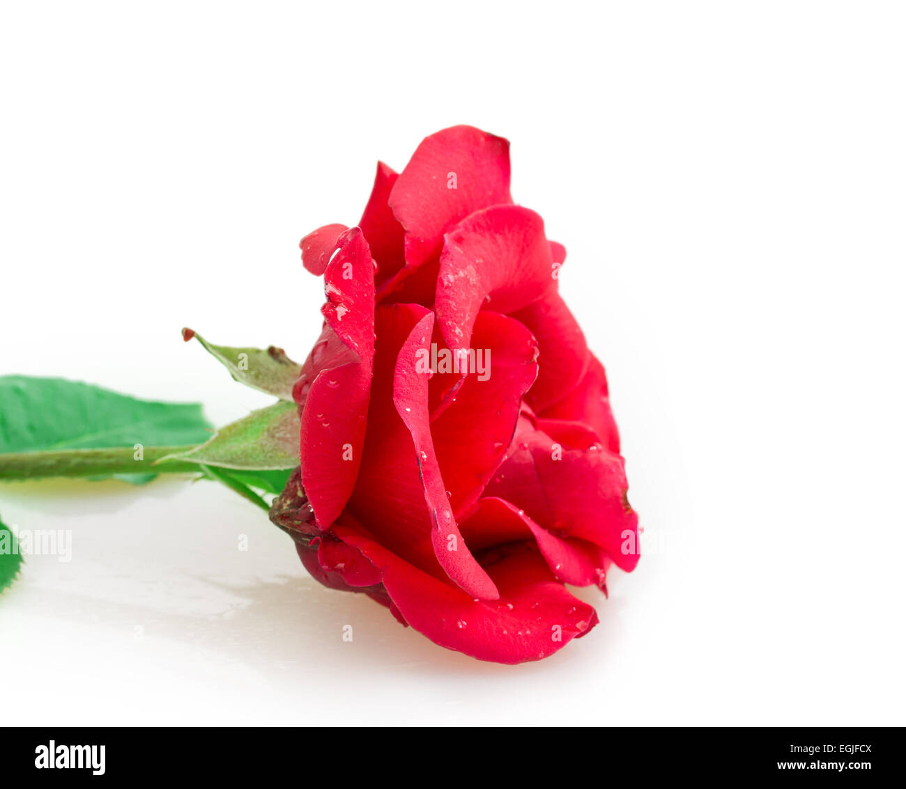 rose isolated on white background Stock Photo - Alamy