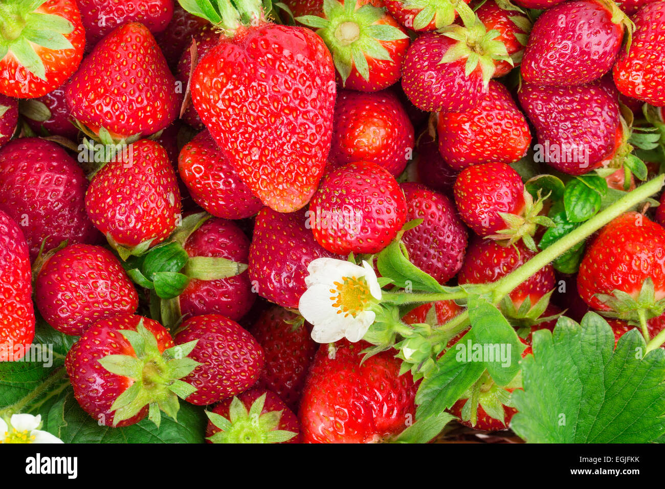 ripe strawberries isolated on white background Stock Photo - Alamy
