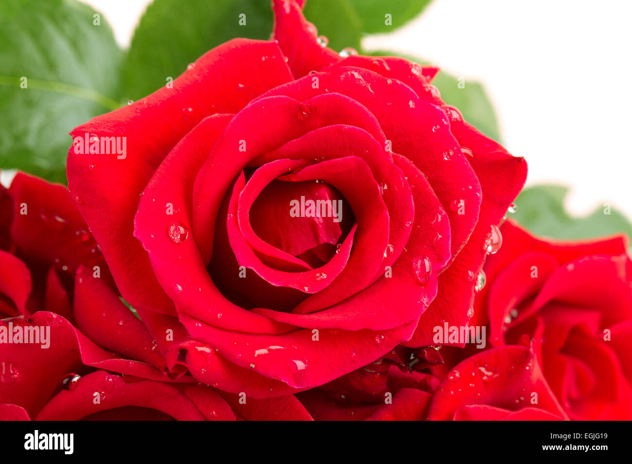 rose isolated on white background Stock Photo - Alamy