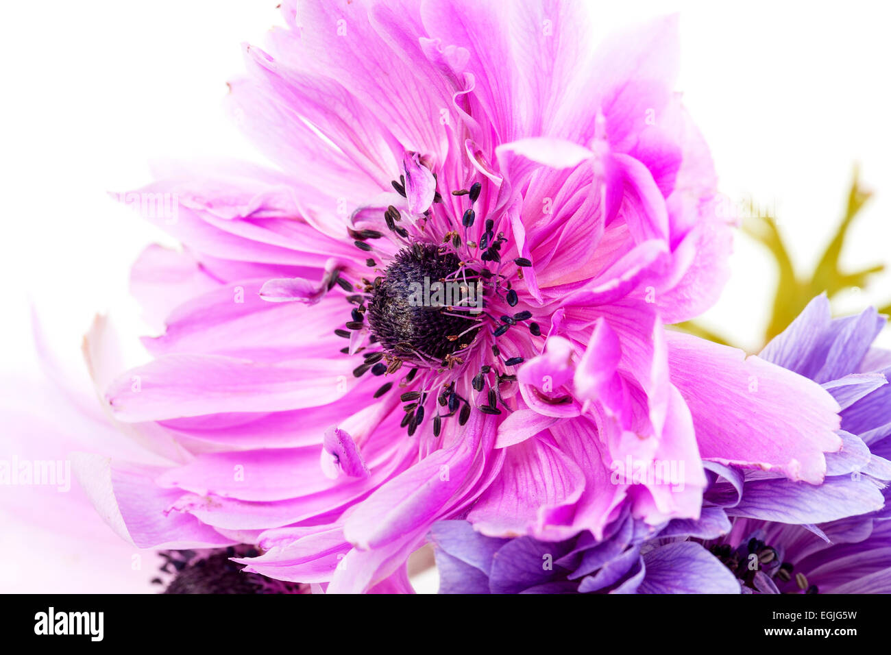 purple anemone on a white background Stock Photo - Alamy