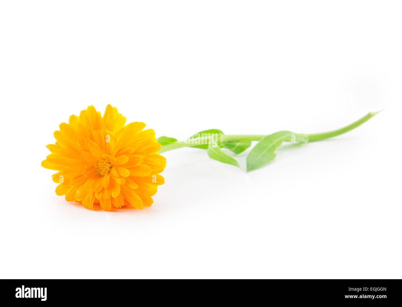 yellow daisy flower isolated on white background Stock Photo Alamy