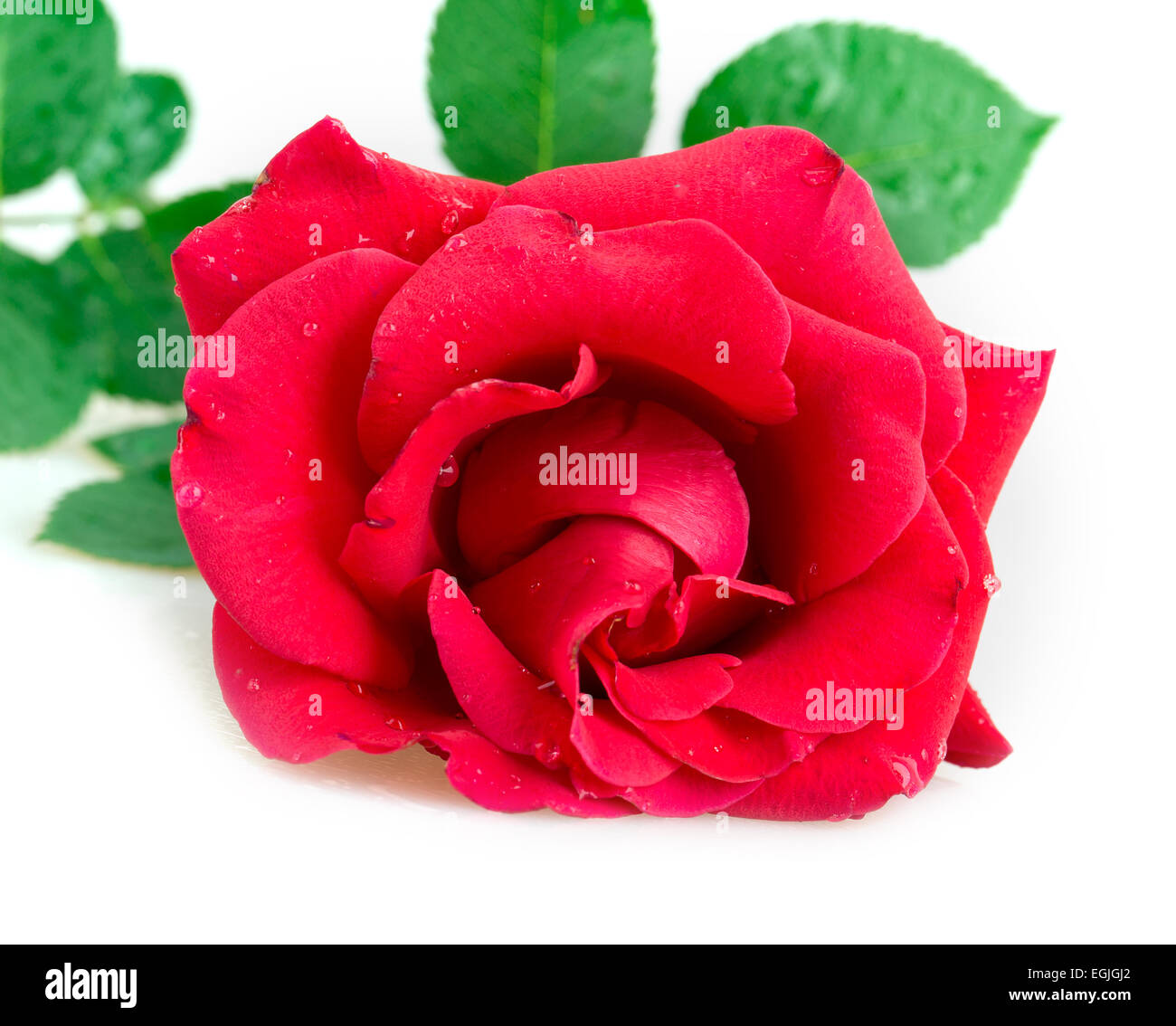 rose isolated on white background Stock Photo - Alamy