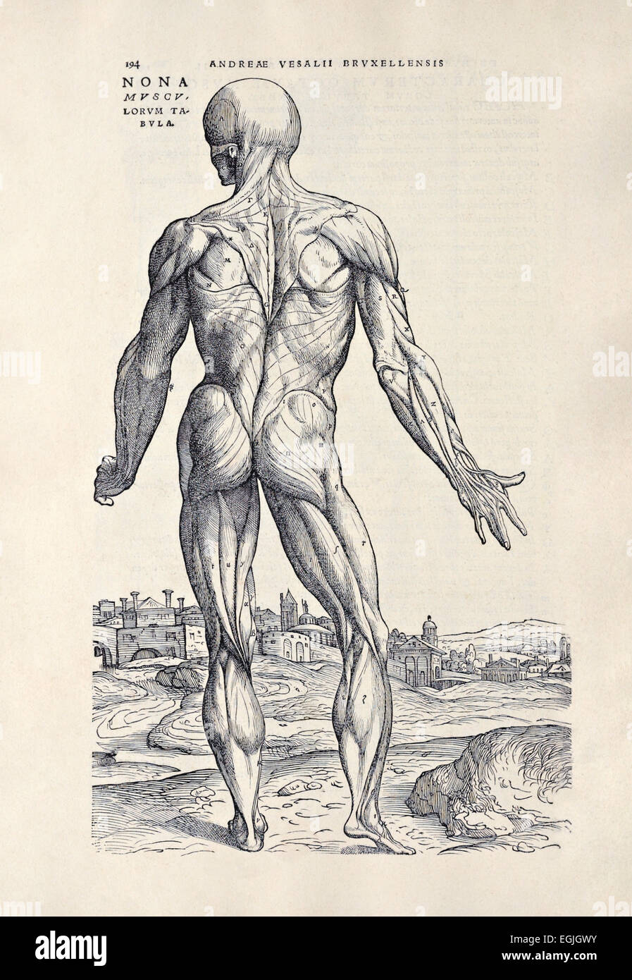 Ninth muscle man from 'De humani corporis fabrica libri septem' by Andreas Vesalius (1514-1564) published in 1543. See description for more infor Stock Photo