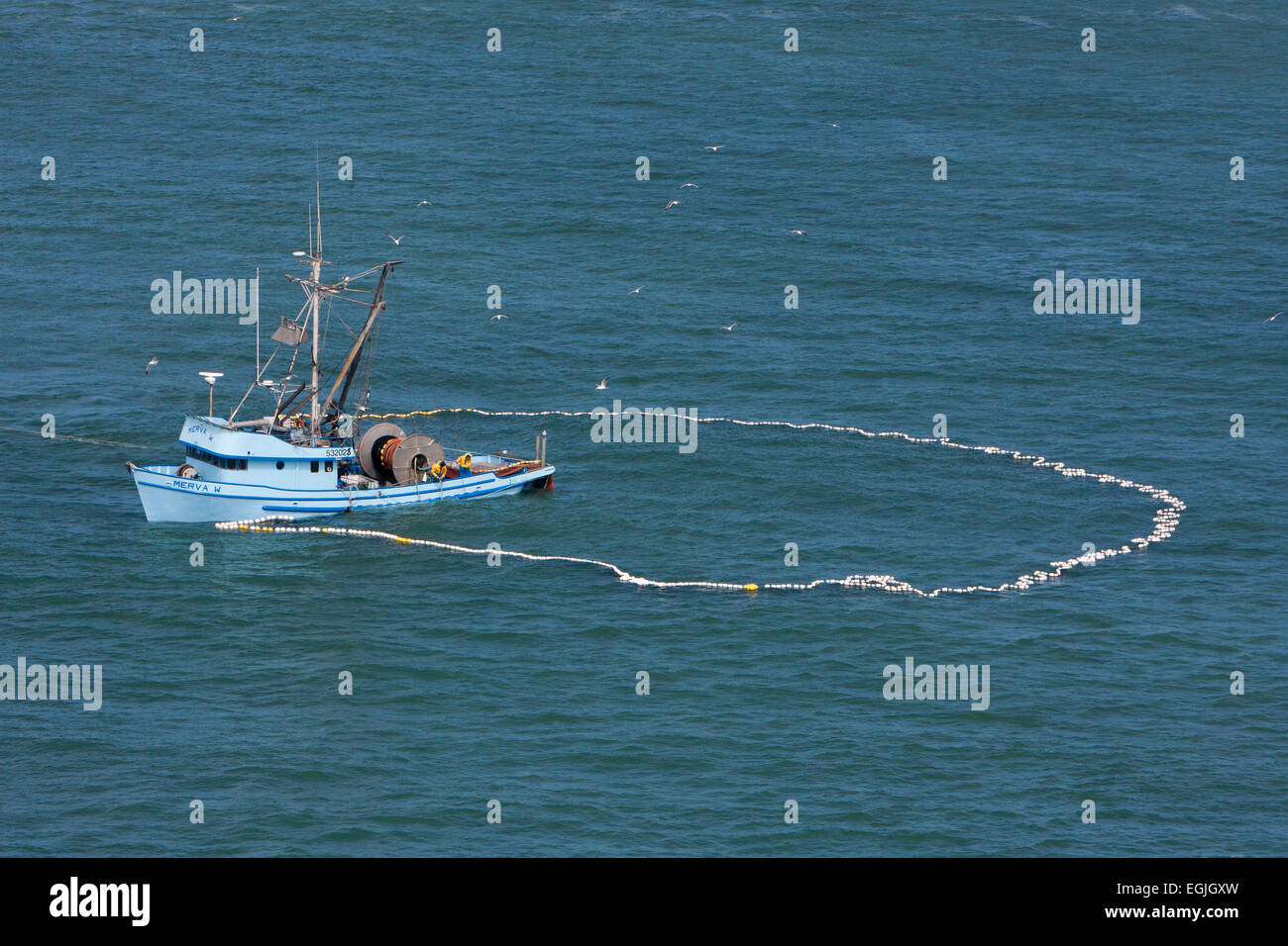 Anchovy fishing with net (purse seine) in a circle from boat in San Francisco Bay, California, USA in June Stock Photo