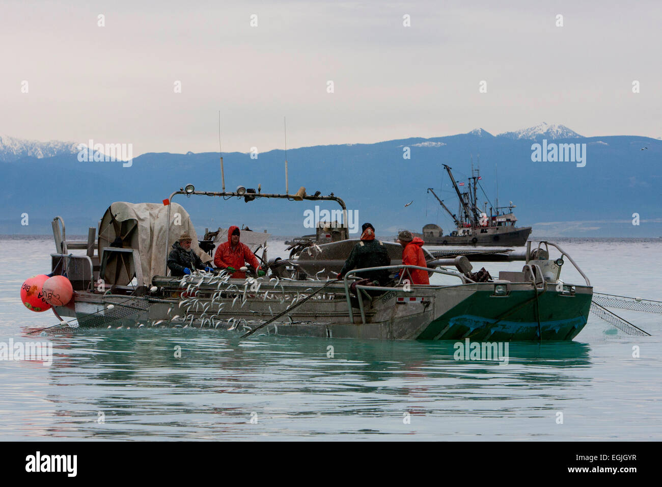 Herring skiff fishing for pacific herring in Strait of (Salish