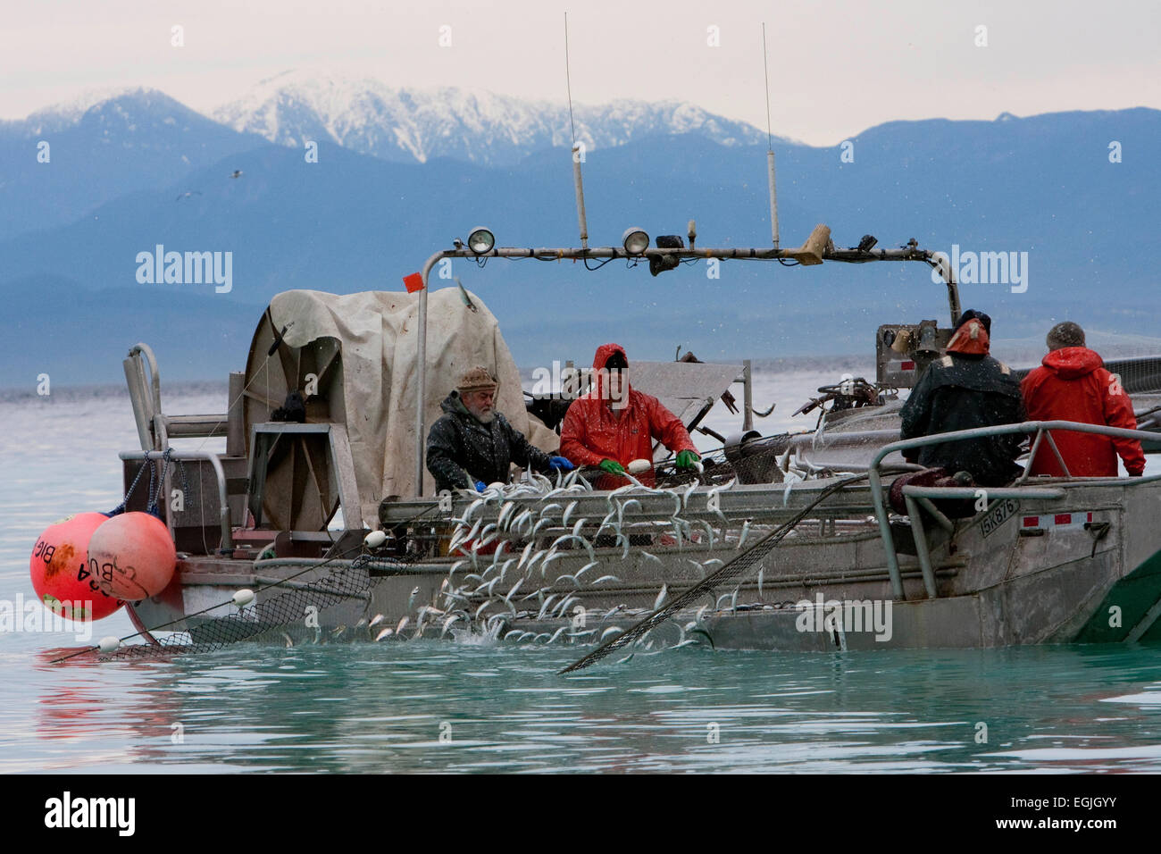 Herring skiff fishing for pacific herring in Strait of (Salish