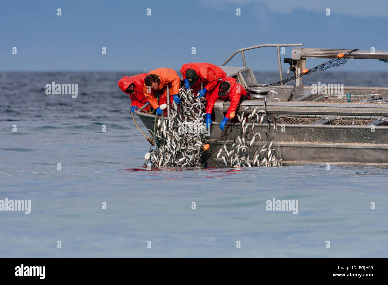 Herring skiff fishing for pacific herring in Strait of (Salish