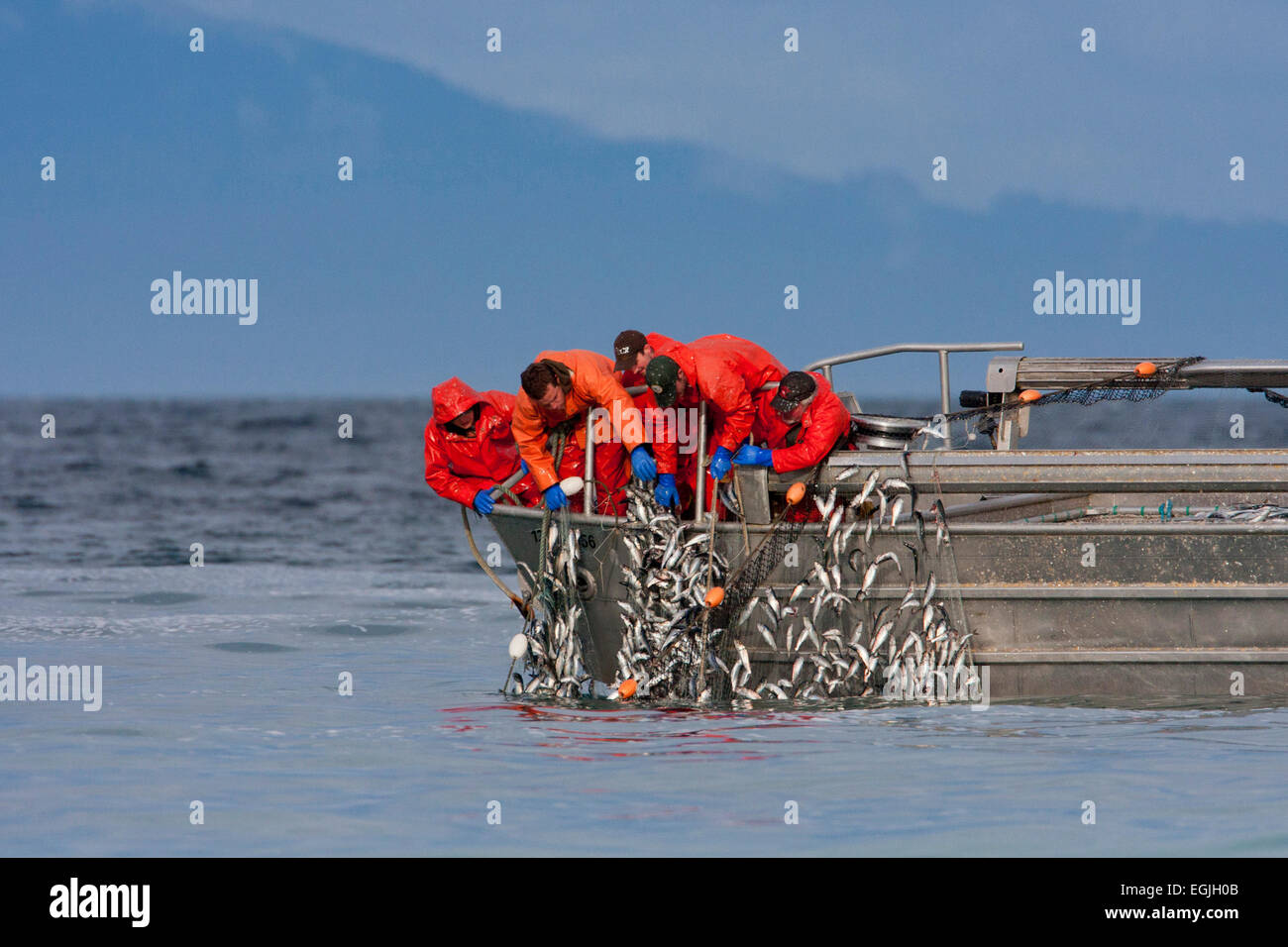 Herring skiff fishing for pacific herring in Strait of (Salish