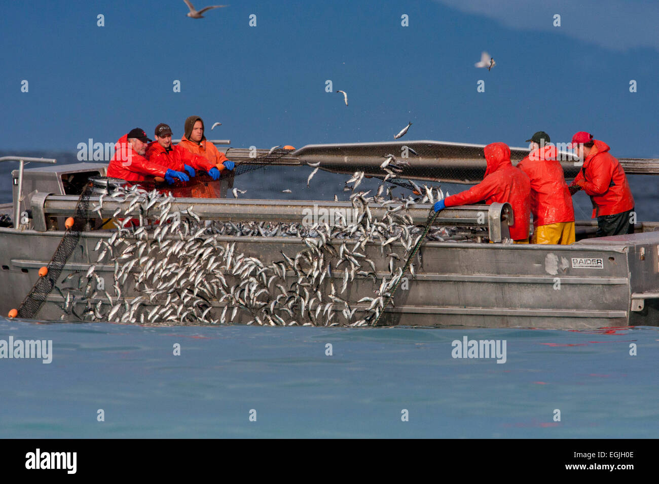 Herring skiff fishing for pacific herring in Strait of (Salish