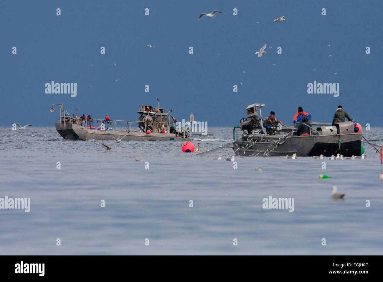 Herring skiff fishing for pacific herring in Strait of (Salish