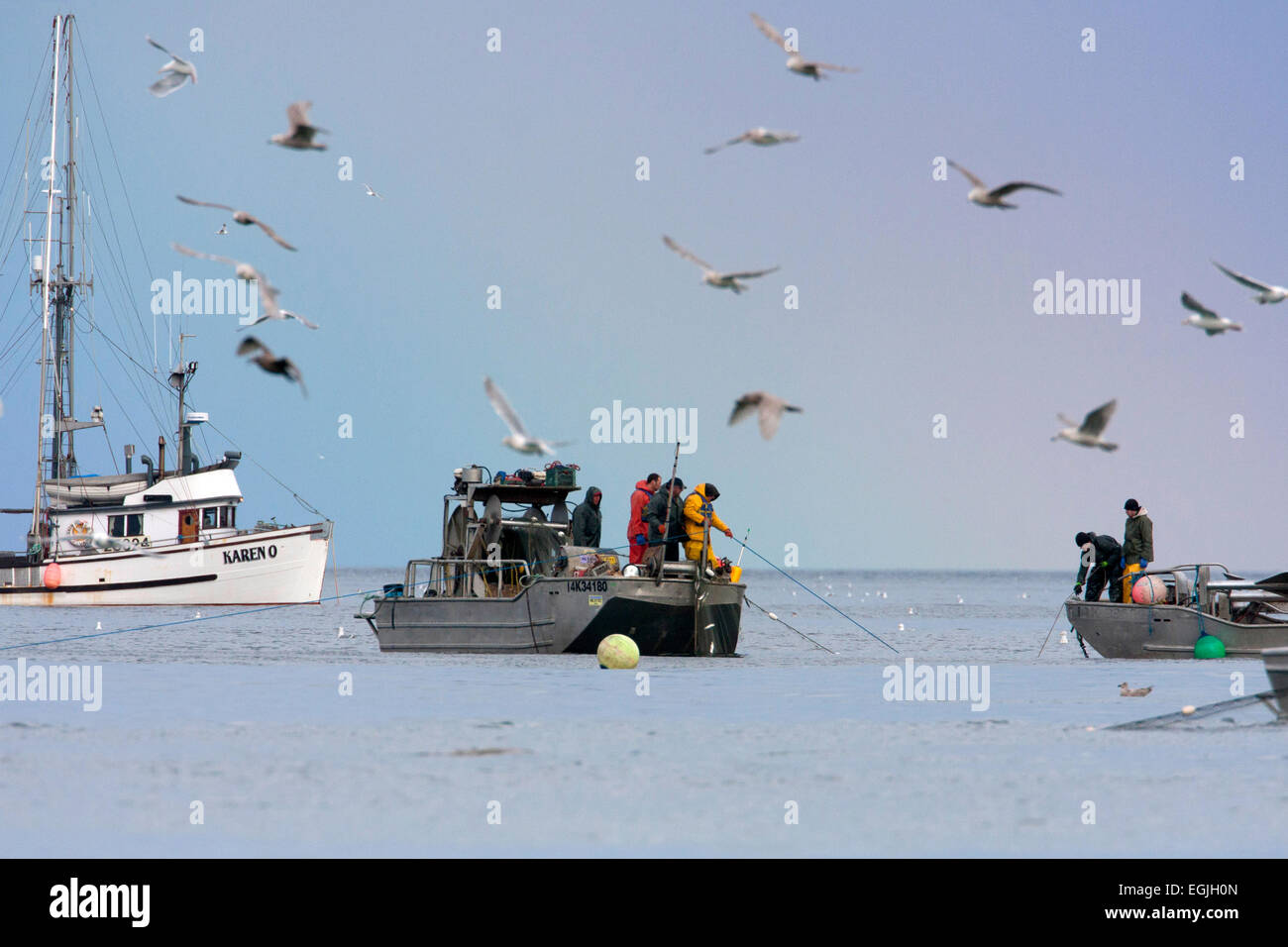 Herring skiff fishing for pacific herring in Strait of (Salish