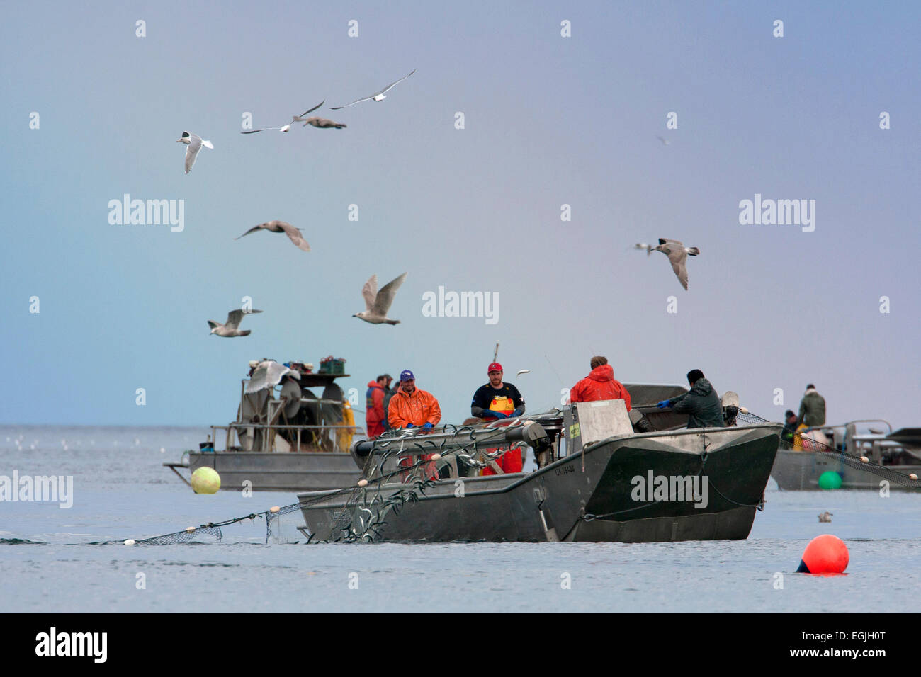 Herring skiff fishing for pacific herring in Strait of (Salish