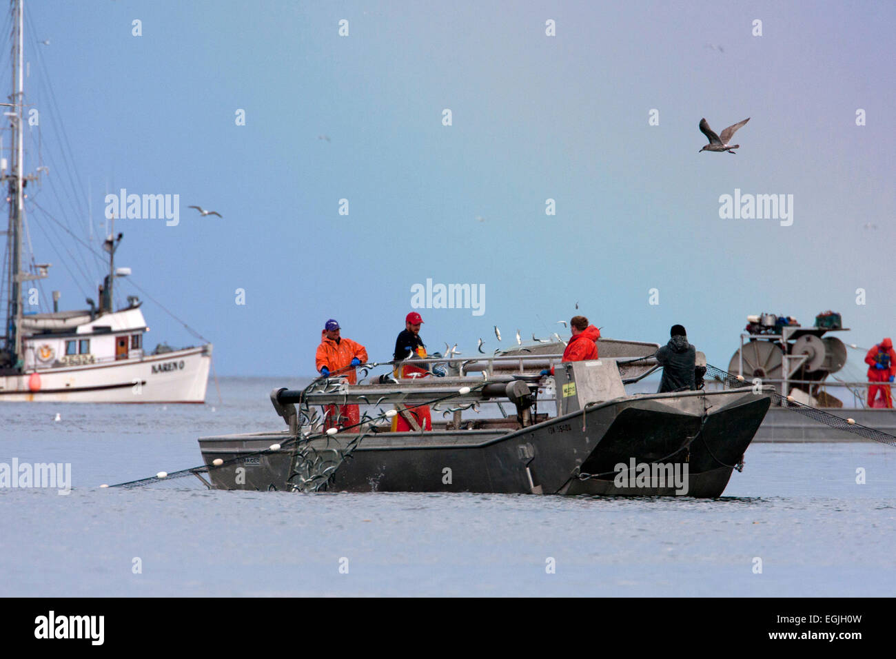 Herring skiff fishing for pacific herring in Strait of (Salish