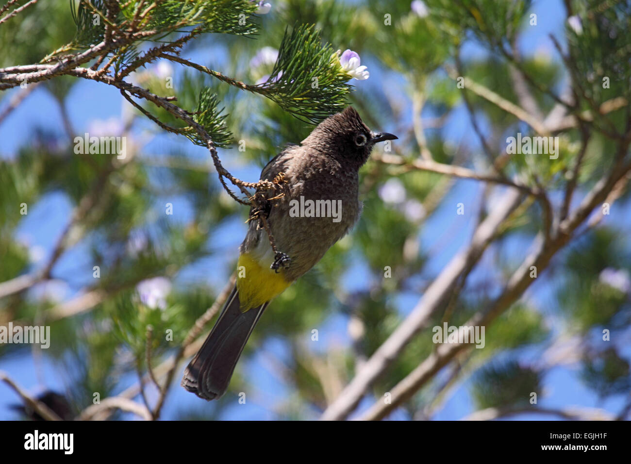 Cape bulbul perched in tree in South Africa Stock Photo